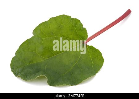 Feuille de Rhubarb fraîche isolée sur fond blanc Banque D'Images