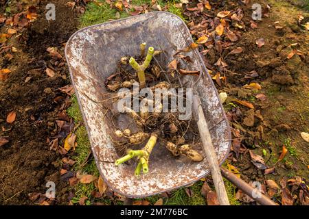 Brouette avec des tubercules dahlia fraîchement soulevés prêts à être lavés et préparés pour l'entreposage hivernal. Emplois de jardinage d'automne. Les tubercules dahlia hivernent. Banque D'Images