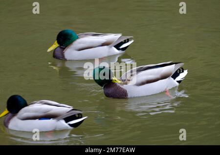 Colverts mâles Anas platyrhynchos sur un étang. Arashiyama. Kyoto. Japon. Banque D'Images