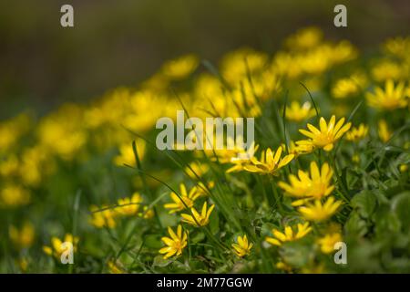 FICAria verna, Ranunculus ficaria L., moins de célandine ou de pilewort, figues buttercup fleurs jaunes avec des feuilles vertes dans une clairière au printemps. Ressort Banque D'Images