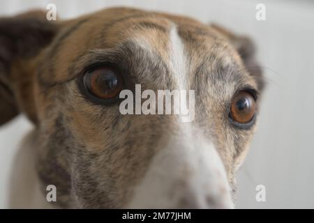 Portrait horizontal du chien greyhound. Chien de visée avec de grands yeux. La lumière blanche douce montre le motif de fourrure détaillé et le long nez. À l'avenir Banque D'Images