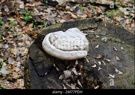 Vienne, Autriche. Prater nature sauvage. Champignon de l'urine (Fomes fomentarius) Banque D'Images