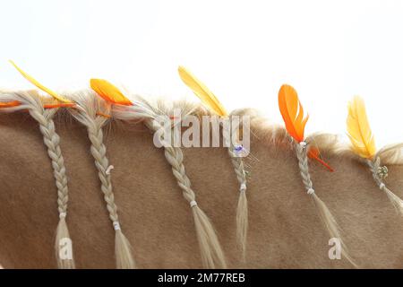 Portrait en gros plan d'un cheval de race dans le camp d'été pour enfants. Mane tressée à cheval domestique décorée de plumes sur le cou Banque D'Images