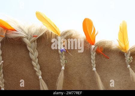 Portrait en gros plan d'un cheval de race dans le camp d'été pour enfants. Mane tressée à cheval domestique décorée de plumes sur le cou Banque D'Images