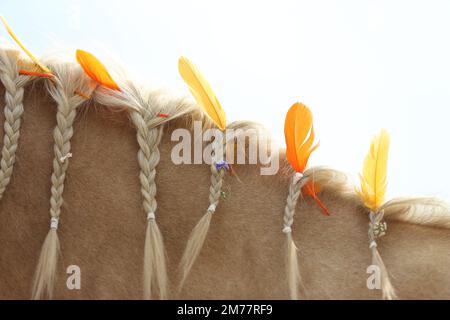 Portrait en gros plan d'un cheval de race dans le camp d'été pour enfants. Mane tressée à cheval domestique décorée de plumes sur le cou Banque D'Images