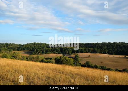 Vues de Pewley Down à Guildford, Surrey pendant la sécheresse estivale de 2021. Banque D'Images