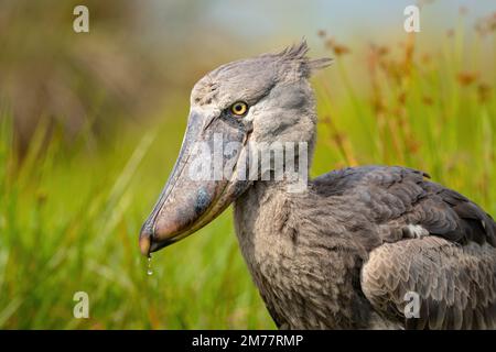 Shoebill photographié dans les zones humides de Mabamba, au bord du lac Victoria, près d'Entebbe, en Ouganda. Banque D'Images