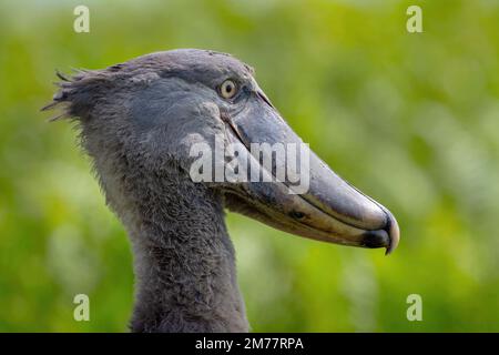 Shoebill photographié dans les zones humides de Mabamba, au bord du lac Victoria, près d'Entebbe, en Ouganda. Banque D'Images