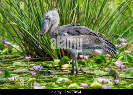 Shoebill photographié dans les zones humides de Mabamba, au bord du lac Victoria près d'Entebbe, en Ouganda, avec un objet de déchets plastiques subtilement visible. Banque D'Images