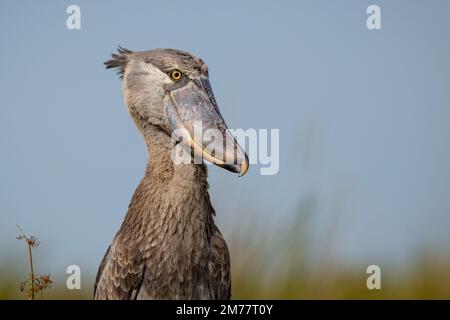 Shoebill photographié dans les zones humides de Mabamba, au bord du lac Victoria, près d'Entebbe, en Ouganda. Banque D'Images