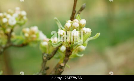 Poire fleur arbre fruit croissance fleur bourgeon branche rouge vergers jardin arbres de printemps Pyrus communis feuilles feuille gros plan ou macro bourgeons, Blo Banque D'Images