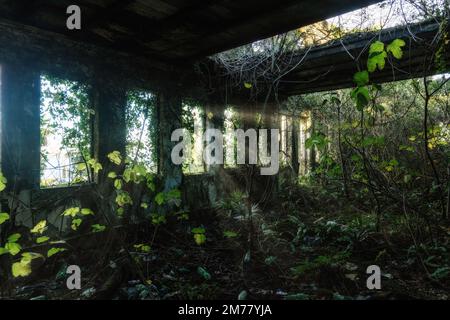 Surexploitation par les plantes ancien bâtiment abandonné intérieur. Banque D'Images