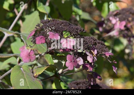 Fleurs d'automne pourpres d'Hydrangea aspera Anthony Bullivant dans le jardin britannique octobre Banque D'Images