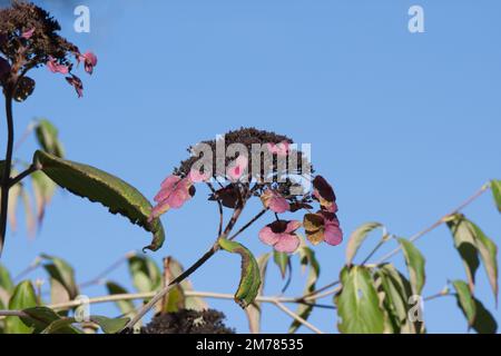 Fleurs d'automne pourpres d'Hydrangea aspera Anthony Bullivant dans le jardin britannique octobre Banque D'Images