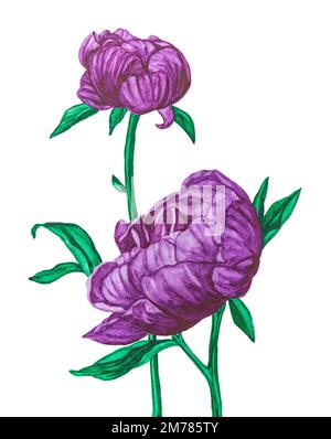 Deux pivoines violettes, aquarelle. Banque D'Images