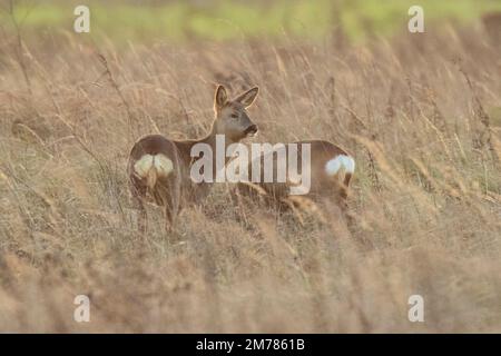 Les cerfs de Virginie cherchent de la nourriture à travers le marais de Wicken, pris au lever du soleil en janvier 2023 Banque D'Images