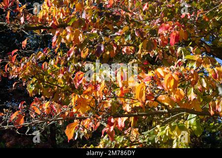 Feuillage d'automne de Parrotia persica / Perse Ironwood / perse perroquet dans le jardin du Royaume-Uni octobre Banque D'Images