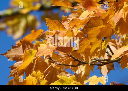 feuillage d'automne jaune doré d'Acer saccharinum / érable argenté dans le jardin britannique octobre Banque D'Images