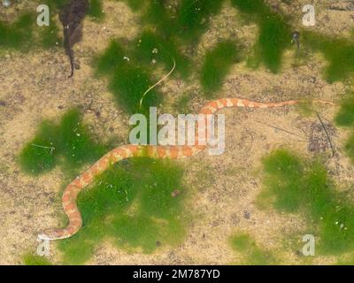 Serpent d'eau d'Amérique du Sud (Helicops angulatus) dans une piscine sur le sol de la forêt tropicale, l'Équateur Banque D'Images