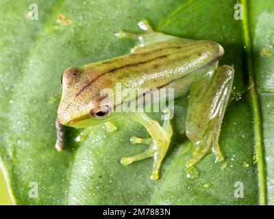 La grenouille de la rivière Quacking (Boana lanciformis) récemment métamorphisée dans la forêt tropicale, province d'Orellana, Équateur Banque D'Images