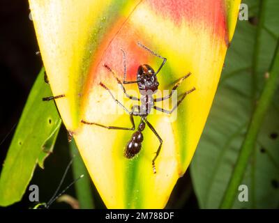 Ant de balle (Paraponera clavata) sur une fleur d'Heliconia qui rassemble l'exsudat sucrée, dans la forêt tropicale, province d'Orellana, Équateur Banque D'Images