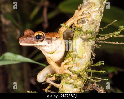 Grenouille plate à tête large (Osteocephalus planiceps) sur une branche de la forêt tropicale dans l'Amazonie équatorienne Banque D'Images