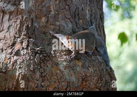 Petit écureuil rouge sur un gros arbre brun dans le parc de la ville Banque D'Images