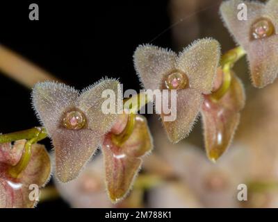 Steis sp. Une micro-orchidée avec de petites fleurs qui poussent dans la forêt tropicale de la province d'Orellana, en Équateur Banque D'Images