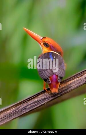 Un petit Kingfisher oriental, également connu sous le nom de kingfisher à dos noir, vertical Banque D'Images