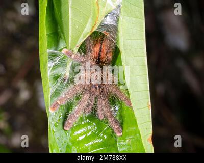 Une grande tarantula à embout rose (Avicularia sp.) Sur une feuille dans le sous-étage de la forêt tropicale, Équateur. Banque D'Images