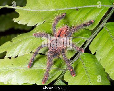 Une grande tarantula à embout rose (Avicularia sp.) Sur une feuille dans le sous-étage de la forêt tropicale, Équateur. Banque D'Images