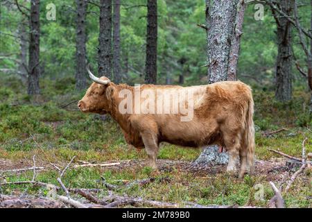 Les bovins des Highlands dans les forêts de pins où ils broutent parmi les arbres pour aider à améliorer l'habitat des bois. Highlands, Écosse, Royaume-Uni. Banque D'Images