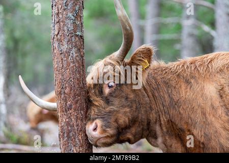 Les bovins des Highlands dans les forêts de pins où ils broutent parmi les arbres pour aider à améliorer l'habitat des bois. Highlands, Écosse, Royaume-Uni. Banque D'Images