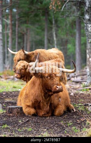 Les bovins des Highlands dans les forêts de pins où ils broutent parmi les arbres pour aider à améliorer l'habitat des bois. Highlands, Écosse, Royaume-Uni. Banque D'Images