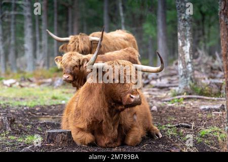 Les bovins des Highlands dans les forêts de pins où ils broutent parmi les arbres pour aider à améliorer l'habitat des bois. Highlands, Écosse, Royaume-Uni. Banque D'Images