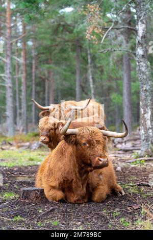 Les bovins des Highlands dans les forêts de pins où ils broutent parmi les arbres pour aider à améliorer l'habitat des bois. Highlands, Écosse, Royaume-Uni. Banque D'Images