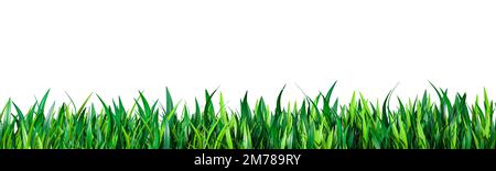 Herbe verte isolée sur blanc. herbe verte fraîche large bannière panoramique comme bordure de cadre. Gros plan des lames vertes de l'herbe sur fond blanc Banque D'Images