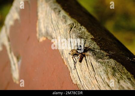 Pays-Bas, septembre 2021. Gros plan de la mouche Robber, de la mouche assasin ou de la mouche prédatrice, Asilidea, avec une proie au soleil sur un morceau de bois Banque D'Images