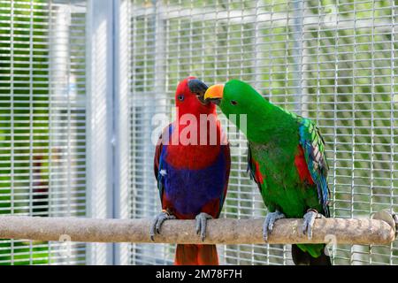 Rouge et vert soleil conure perroquet oiseau embrassant sur le concept de perchaude, animal et animal Banque D'Images