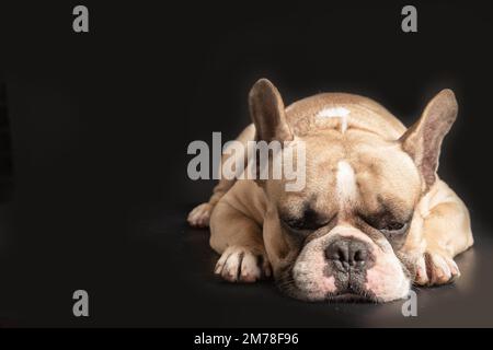un chien de taureau français anorexique allongé sur un fond noir, concept de chien de santé Banque D'Images