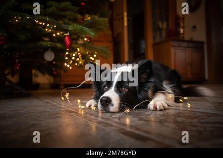 Collie de bordure couchée au sol avec des lumières festives. Joli chien noir et blanc à l'intérieur avec arbre de Noël. Banque D'Images