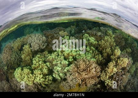 Un récif de corail composé d'une grande variété de coraux colorés pousse dans les îles Salomon. Ce pays abrite une biodiversité marine spectaculaire. Banque D'Images