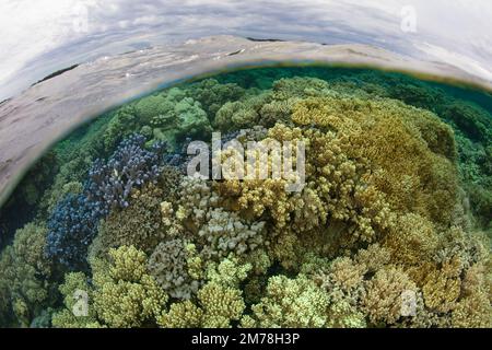 Un récif de corail composé d'une grande variété de coraux colorés pousse dans les îles Salomon. Ce pays abrite une biodiversité marine spectaculaire. Banque D'Images