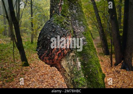 Gros plan d'une burl sur un bouleau vivant dans le parc Bitsevski (parc Bitsa). Moscou, Russie. Banque D'Images