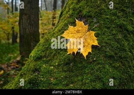 Gros plan d'une feuille d'érable jaune tombée posée sur un tronc d'arbre recouvert de mousse. Parc Bitsevski (parc Bitsa), Moscou, Russie. Banque D'Images