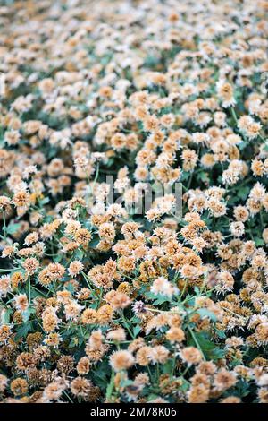 Petit fond de fleurs neutres. Banque D'Images