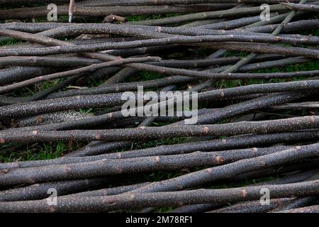 détail de nombreuses branches d'eucalyptus fines disposées dans la même direction sur une herbe verte Banque D'Images