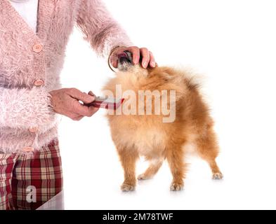 pomeranian senior devant un fond blanc Banque D'Images