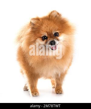 pomeranian senior devant un fond blanc Banque D'Images