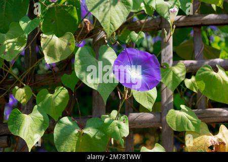 Pétales violets de fleurs de gloire du matin mexicain avec une belle couleur Banque D'Images